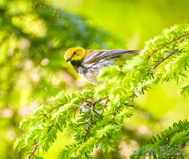 EI390H---Black-throated-Green-Warbler