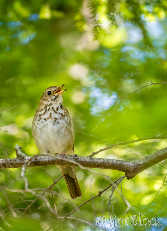 EI394N--Hermit-Thrush