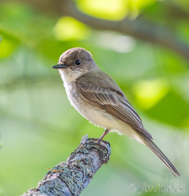 EI396B--Eastern-Phoebe
