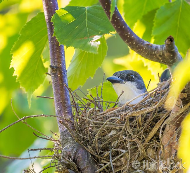 EI396J--Eastern-Kingbird