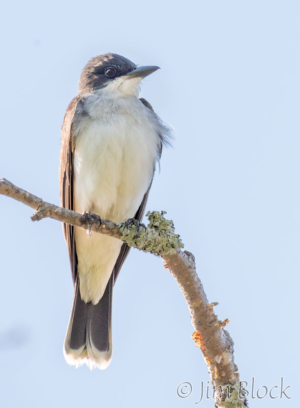 EI396P--Eastern-Kingbird