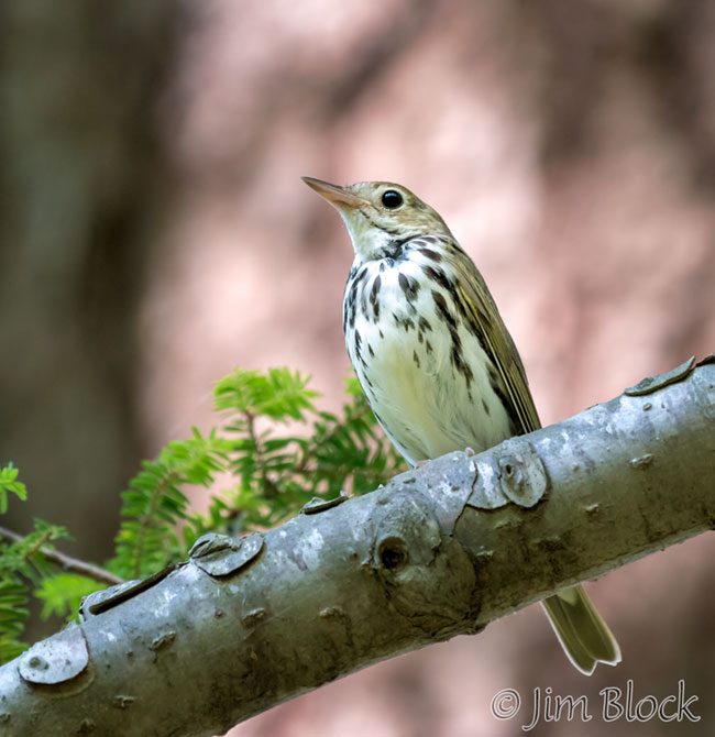 EI397J--Ovenbird