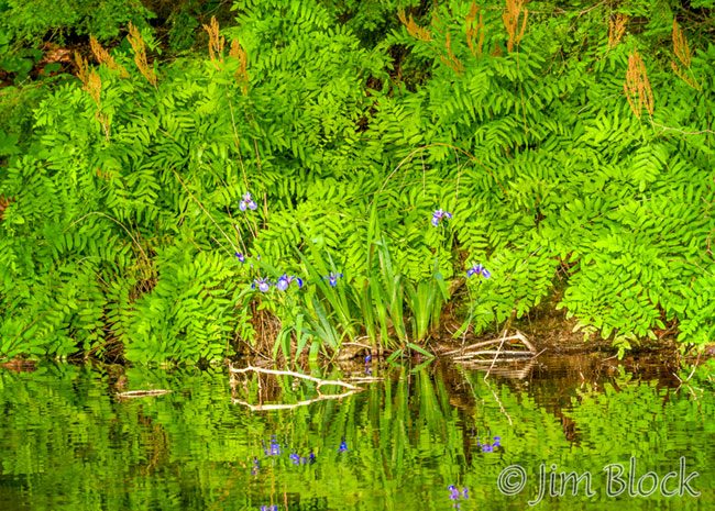 EI420--Royal-Ferns-and-Iris---Pan-(2)