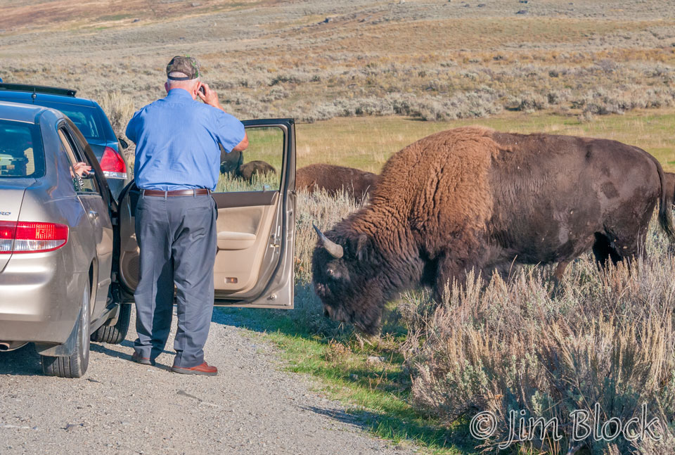 DY041E-Bison-in-Lamar-Valley