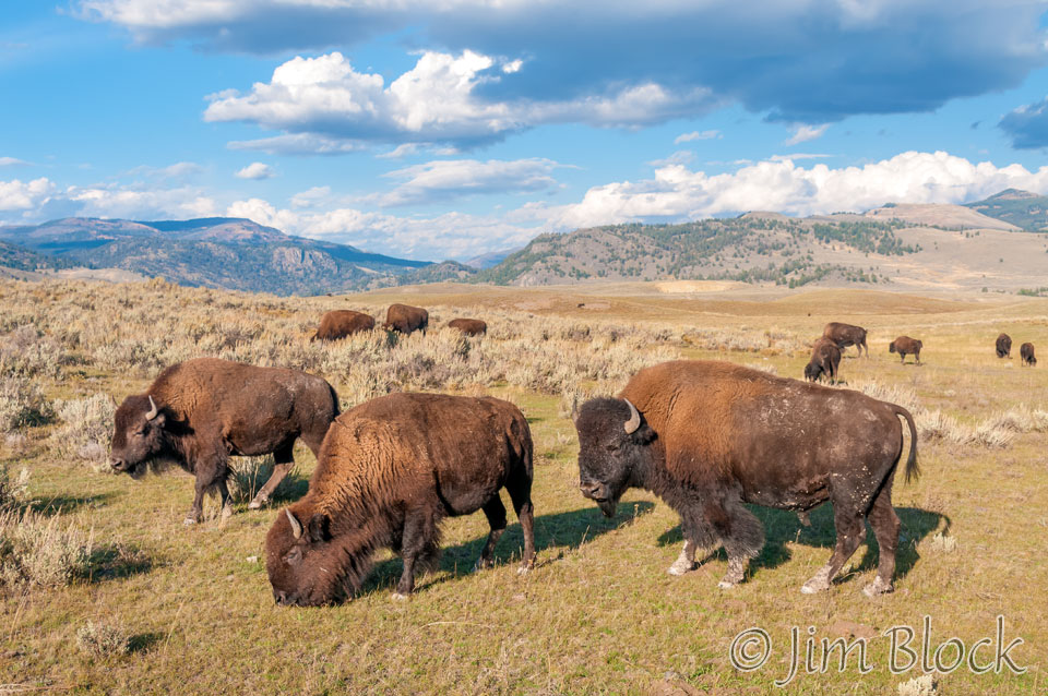 DY041V-Bison-in-Lamar-Valley