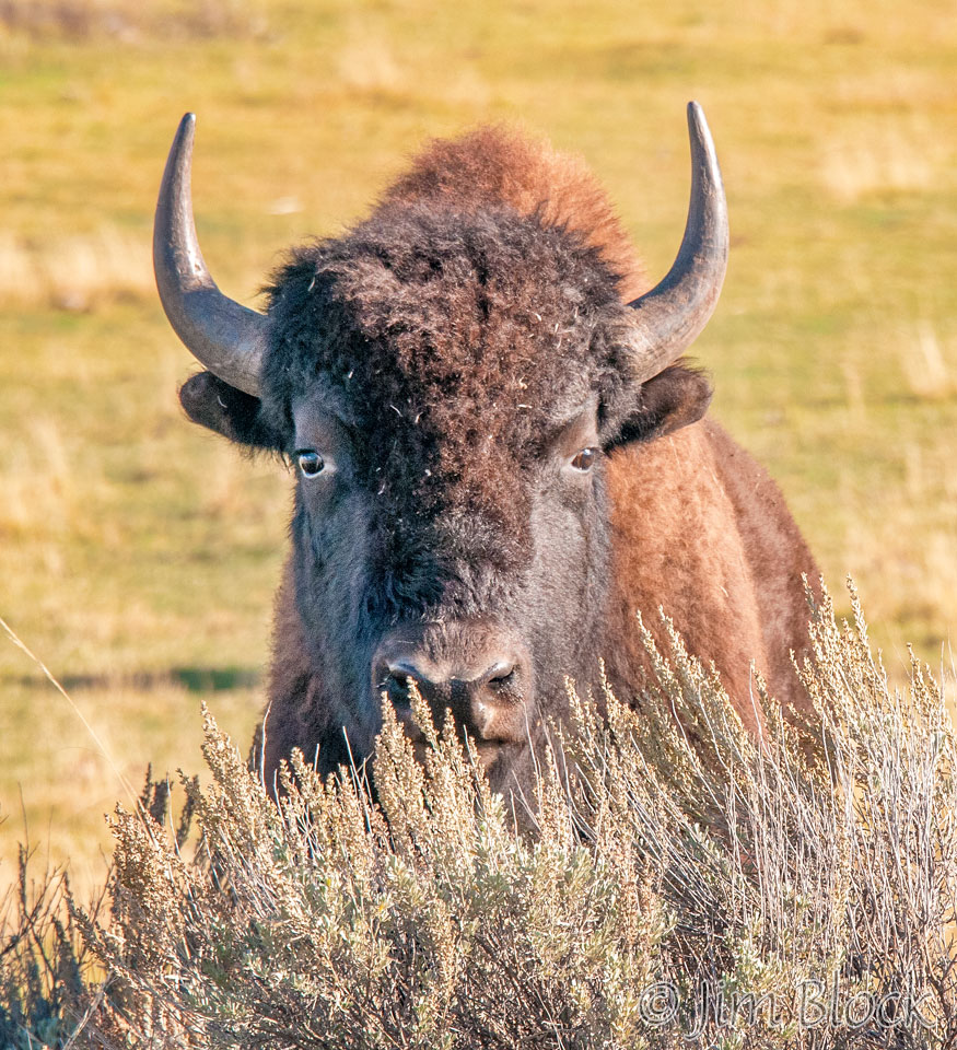 DY041Y-Bison-in-Lamar-Valley