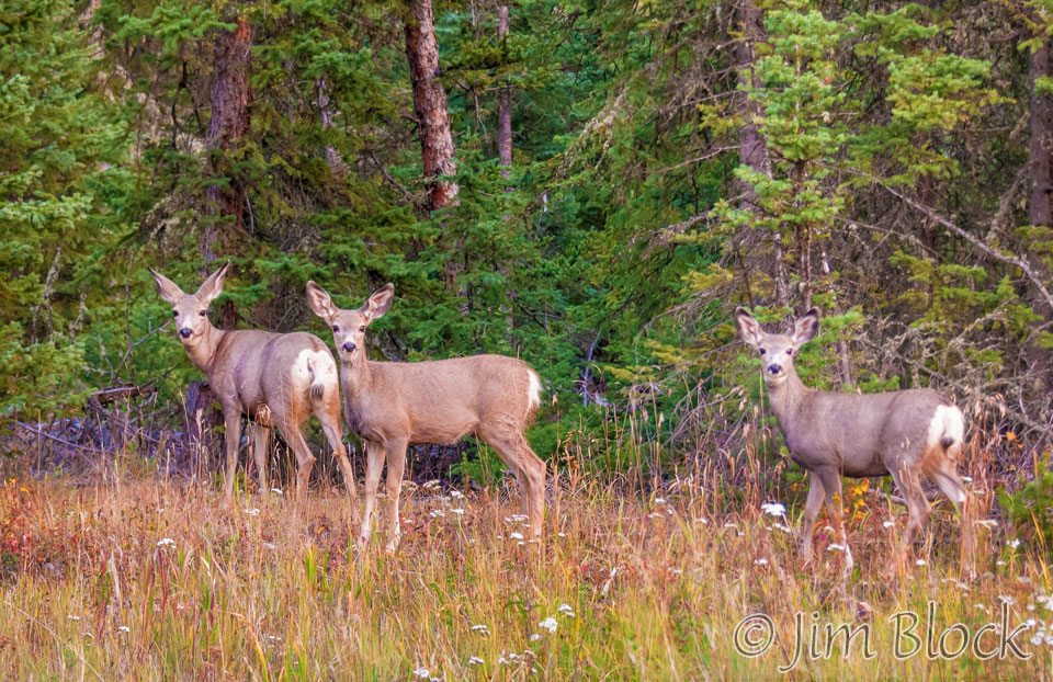 DY045AB--Three-deer-at-dusk-crop