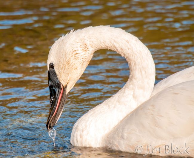 DY076T--Trumpeter-Swan