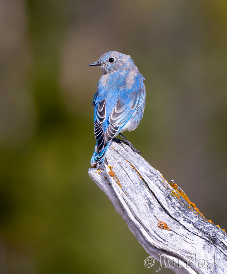 DY086B--Mountain-Bluebird