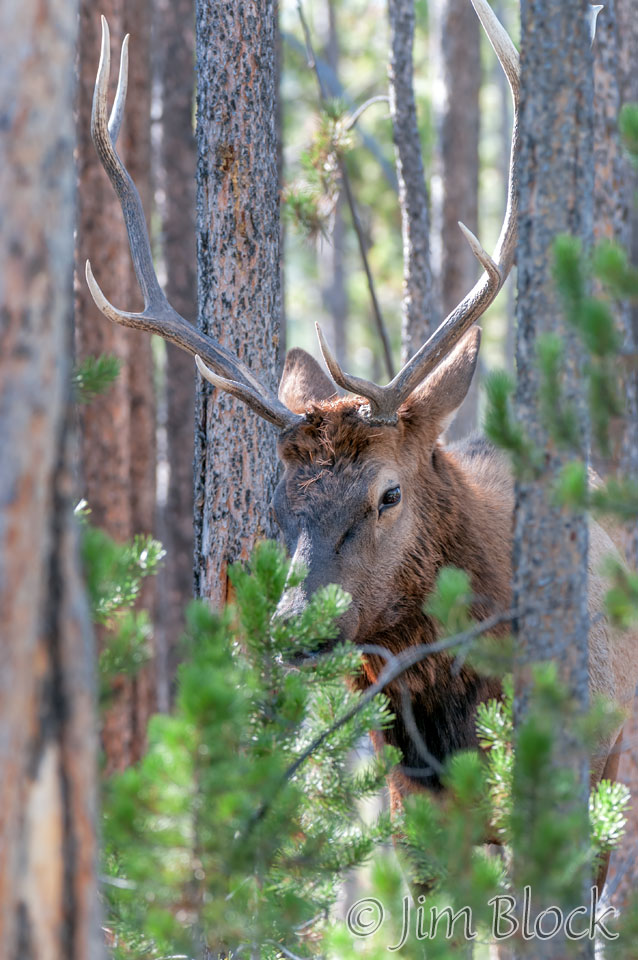 DY114C--Bull-Elk