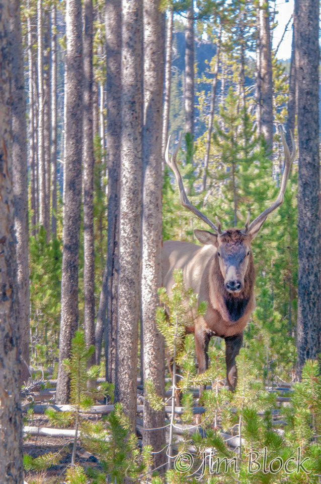 DY114I--Bull-Elk