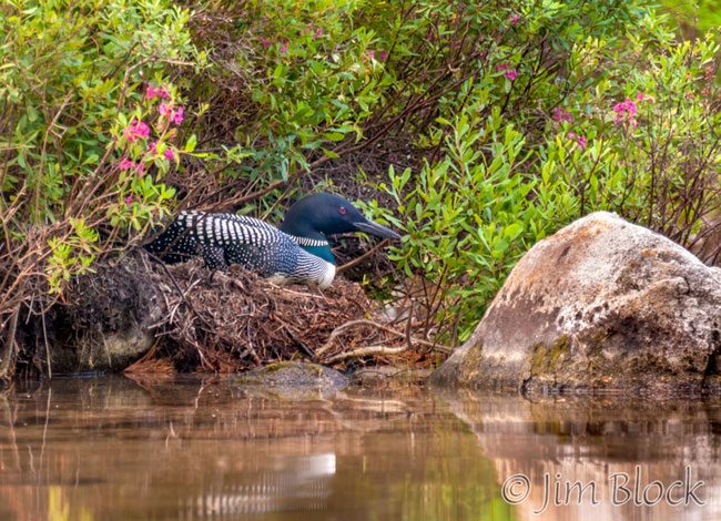 Loon on Nest June 22, 2016