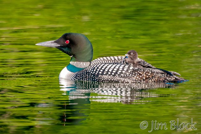 EI493--Loon-with-Chick