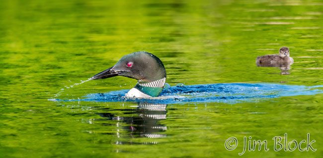 EI520--Loon-with-Chick
