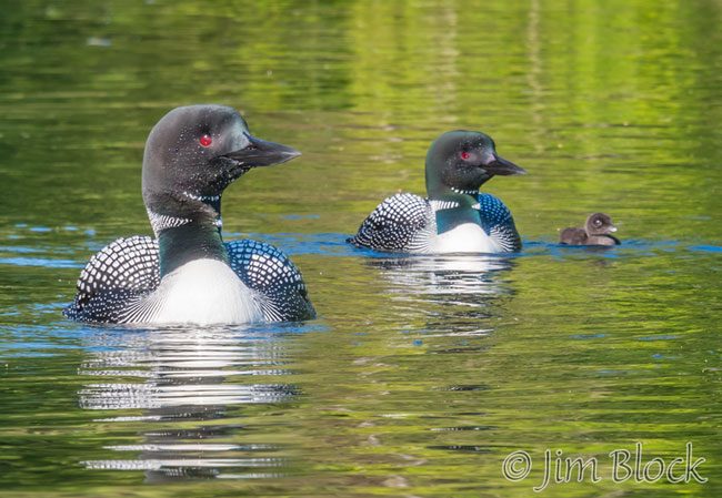 EI549SW--Loons-with-chick