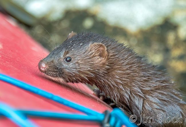 EI603 Mink-on-Kayak