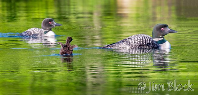 EI622--Chick-stretches-with-Parents