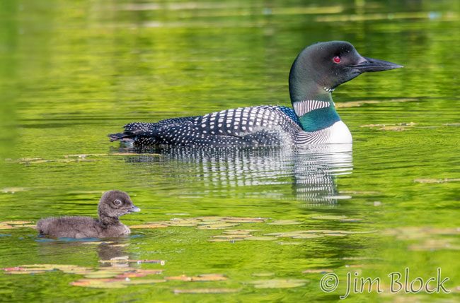 EI653--Loon-with-Chick