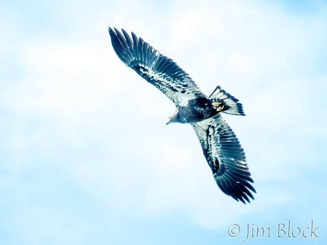 EI758F--Juvenile-Bald-Eagle