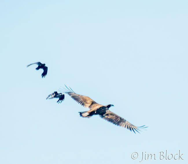 EI761M--Juvenile-Bald-Eagle-with-crow