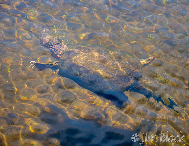 EI780K--Snapping-Turtle-