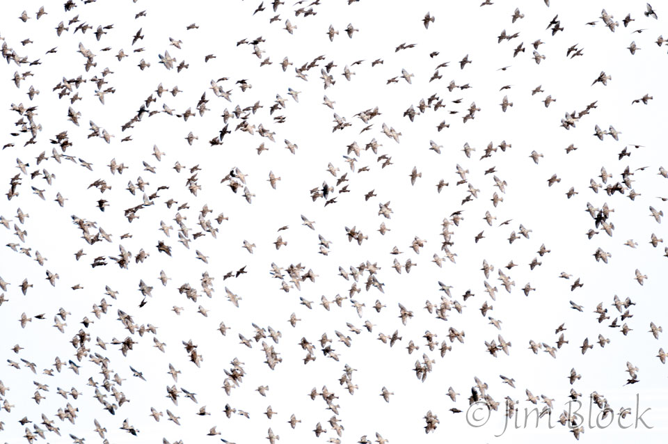DX746-Lots-of-Birds