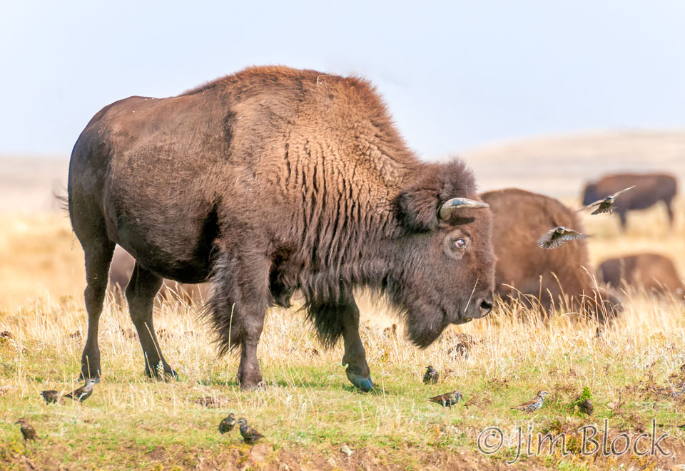 DX747B-Bison-and-Birds--Merge-(3)