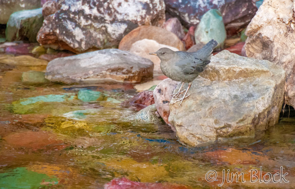 DX769C-American-Dipper