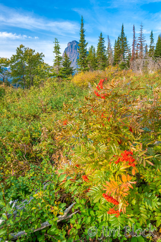 DX781-Sinopah-Mountain-and-Mountain-Ash---DoF-(3)