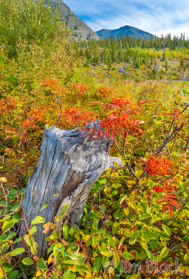 DX782--Mountain-Ash-along-Pray-Lake---DoF-(3)