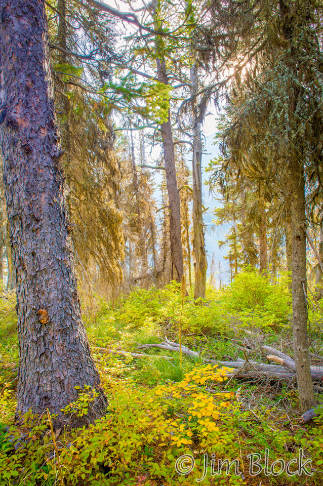 DX792--Forest-along-Pray-Trail---HDR2