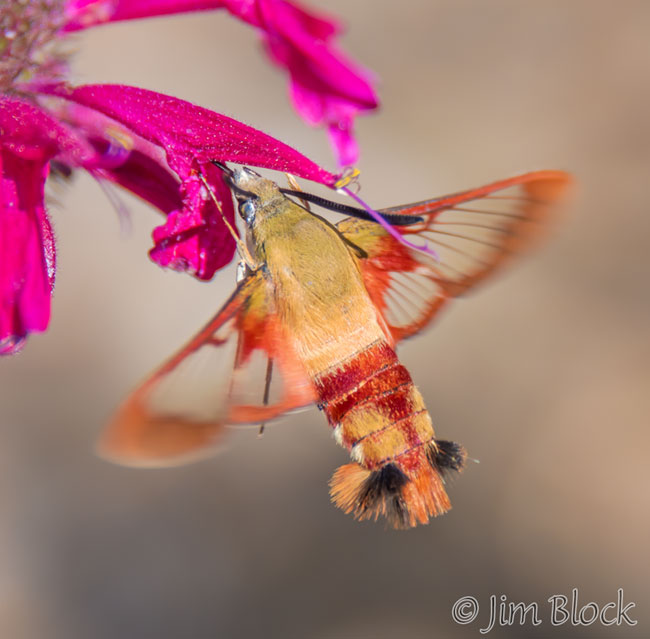 EI965G--Hummingbird-Moth