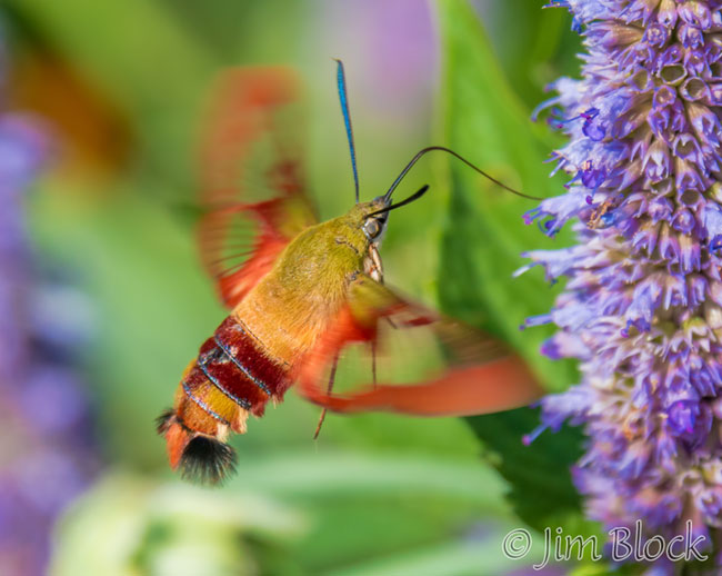 EI972O--Hummingbird-Moth