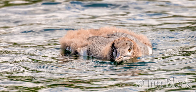 EJ045F-Ugly-stage-loon-chick