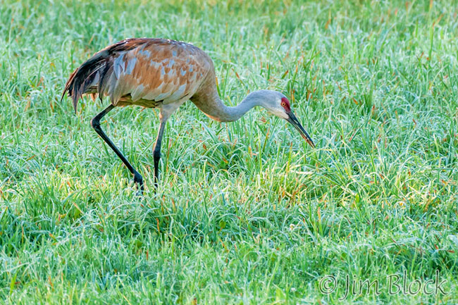 EJ090E--Sandhill-Crane