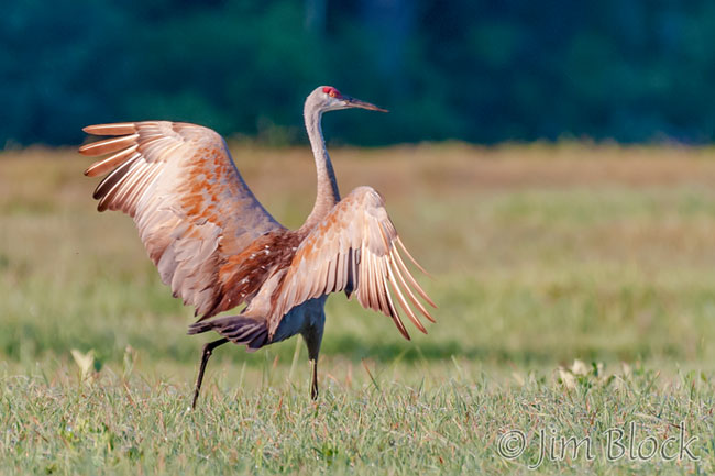 EJ091G--Sandhill-Crane