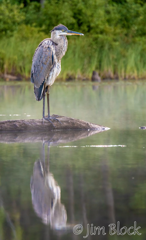 EJ148H--Great-Blue-Heron-on-Hopkinton-Lake