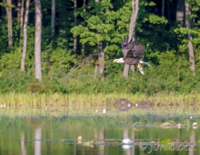 EJ155QT-Bald-Eagle-Flying-with-fish-on-Hopkinton-Lake