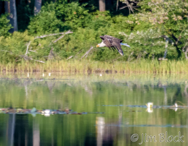 EJ155T--Bald-Eagle-on-Hopkinton-Lake