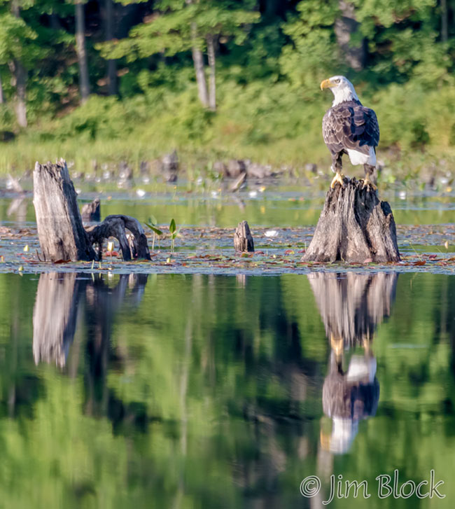 EJ156J--Bald-Eagle-on-Hopkinton-Lake