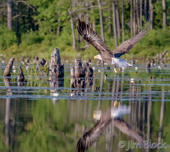 EJ156P--Bald-Eagle-on-Hopkinton-Lake