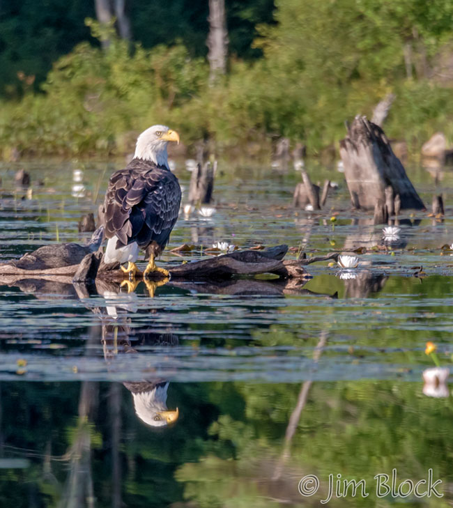 EJ157A--Bald-Eagle-on-Hopkinton-Lake