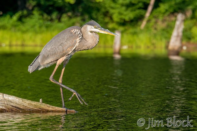 EJ160U--Great-Blue-Heron-on-Hopkinton-Lake