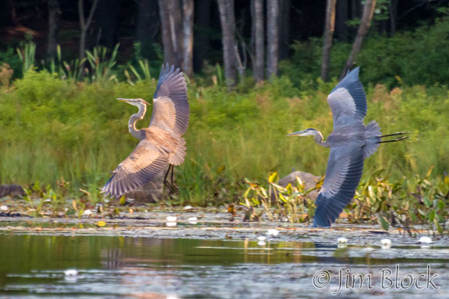 EJ166H--Great-Blue-Heron-on-Hopkinton-Lake