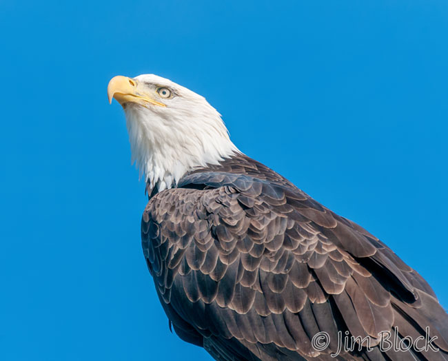 ej433u-bald-eagle