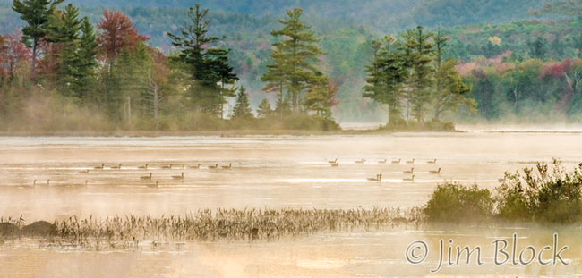 ej455hk-canada-geese-at-mcdaniels-pan-2