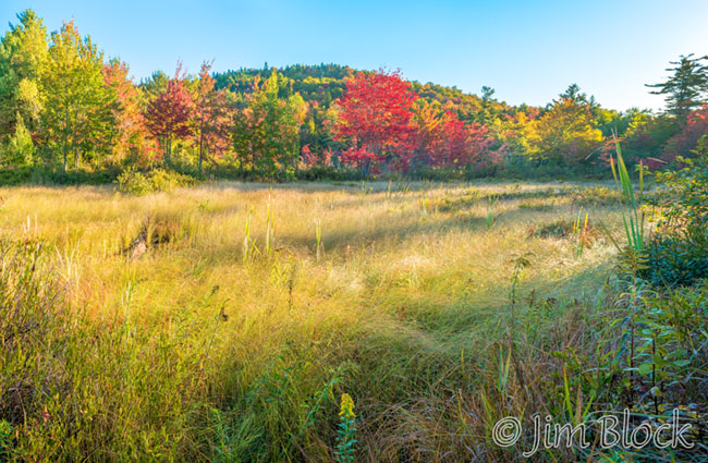 ej463-springfield-wetland-pan-2-crop