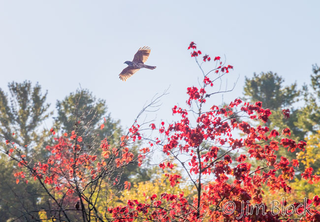 ej467mo-hawk-and-foliage