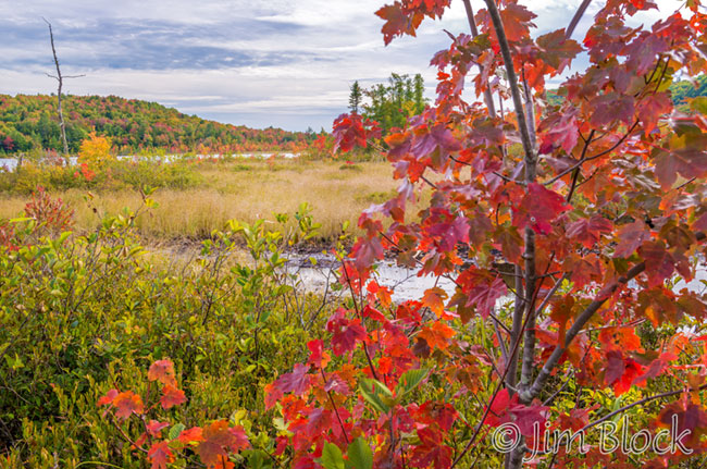 ej499-maple-at-george-pond