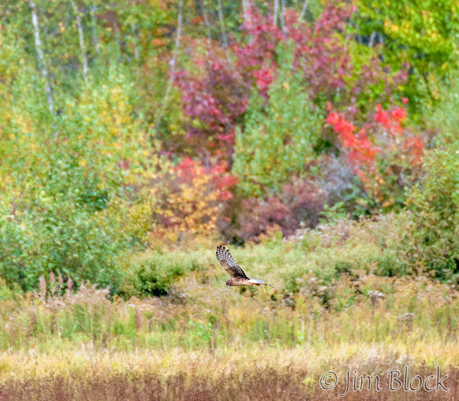 ej525l-northern-harrier
